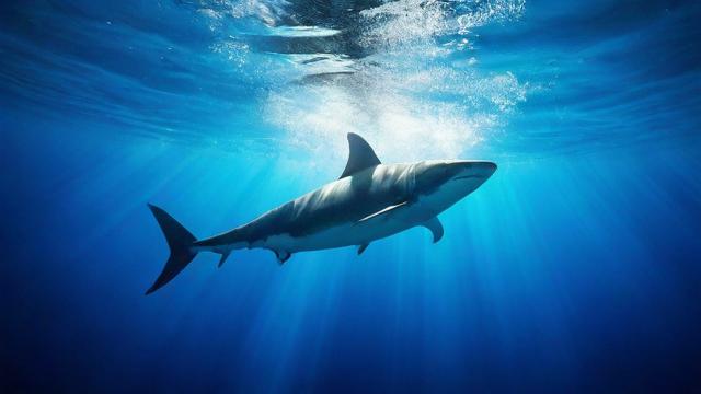 梦见在水里游的深层含义及心理解读,助你了解内心世界 第2张 梦见在水里游的深层含义及心理解读,助你了解内心世界 第2张