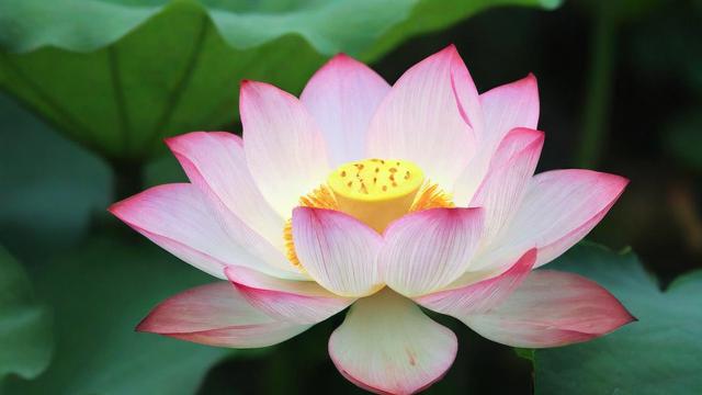 莲花是什么意思:解读其文化、宗教与现代意义 第2张 莲花是什么意思:解读其文化、宗教与现代意义 第2张